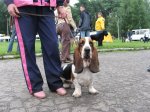 Очень сильная и весьма обаятельная собака.